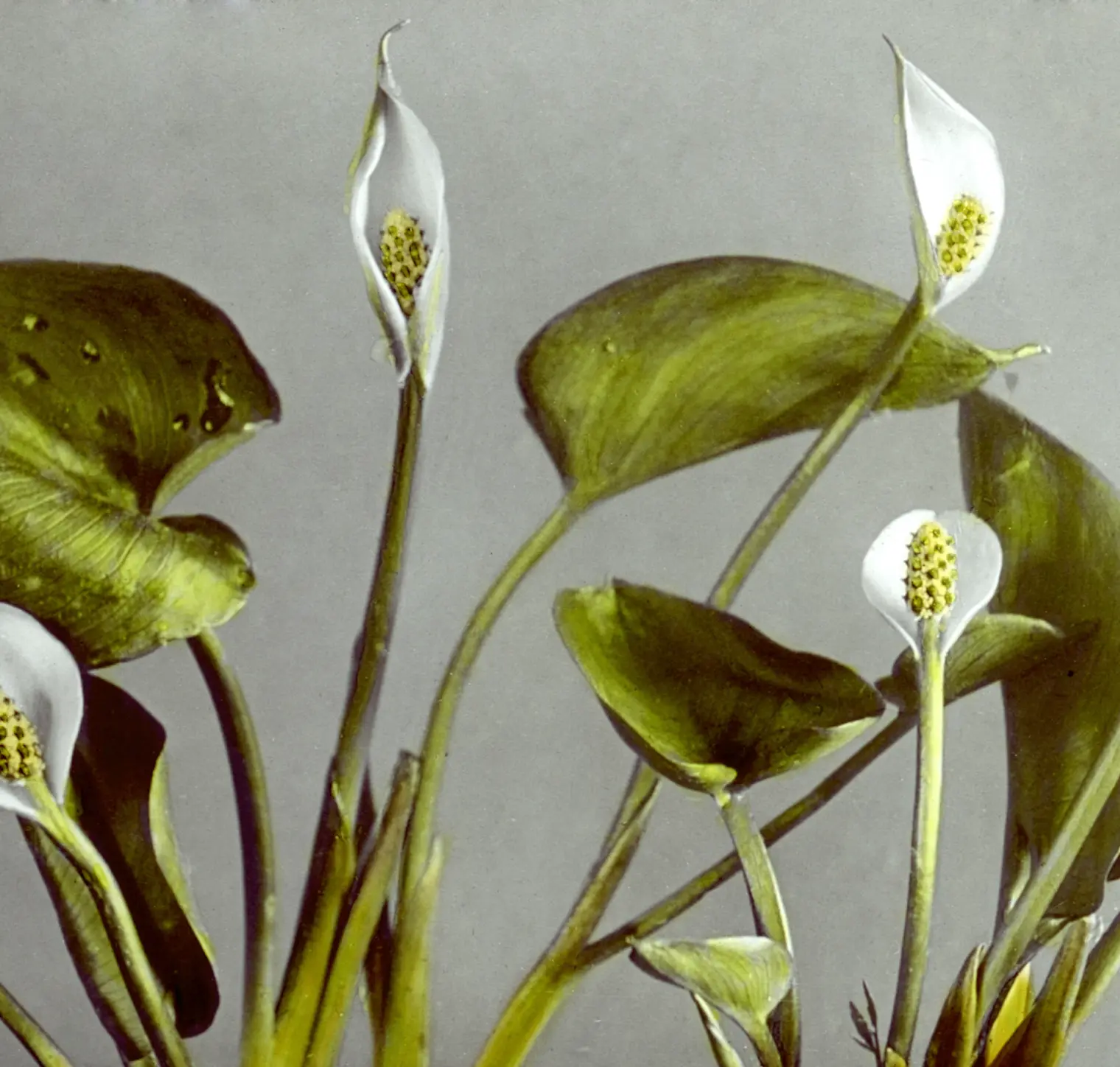 Fiori botanici