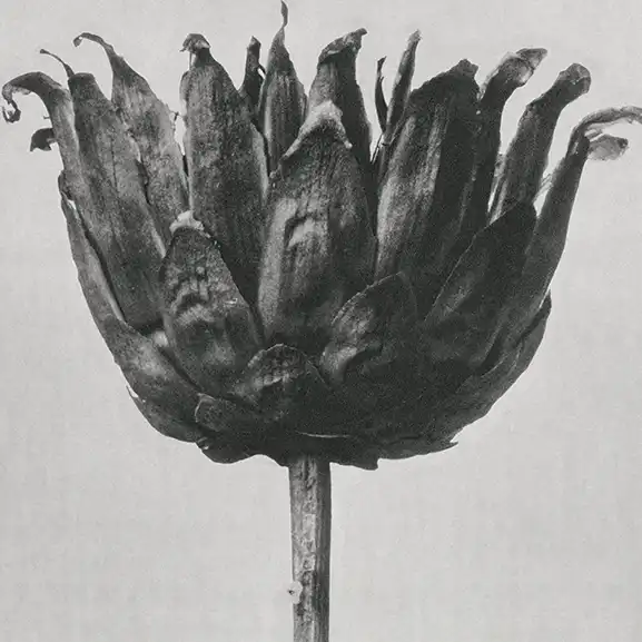Fiore in nero e bianco